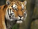 tiger - a beautiful tiger
