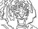 tiger - a beautiful tiger