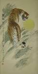 tiger - a beautiful tiger