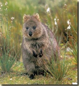 Quokka - A Quokka is what's called a "macropod" which means it belongs to the same genus as the kangaroo and the wallaby. They are also marsupials, so have a pouch; are herbivores and are most active at night.