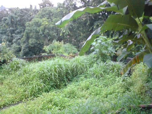 my backyard  - Looks like a jungle during rainy season