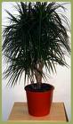 A Dragon Tree Plant - dragon tree
