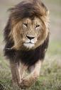 The King - It's me! :-)