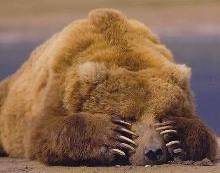 shy bear - that's shy bear