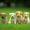 puppy friends - cute puppies