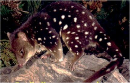 Spotted Quoll - The Spotted Quoll is a ferocious and powerful member of the Australian &#039;bush&#039;.
With its strong canine teeth it is one of the largest of the marsupial 
carnivores. 