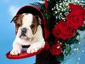 Bulldog puppy and red red roses - Sweet bulldog puppy in a mailbox. Made up with red roses.