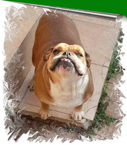 Laughing bulldog - Have you ever seen a dog smile for the camera, This is Roxy my bulldog. She always smiles at the camera and she likes to jive and music aswell.