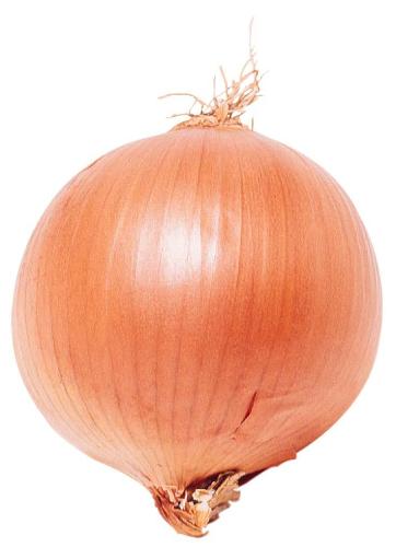 Onion - onion as a vegetable.