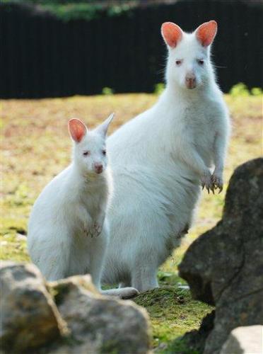 White Kangaroo - So u thought Kangaroos can be only brown....here is the fairer tale...