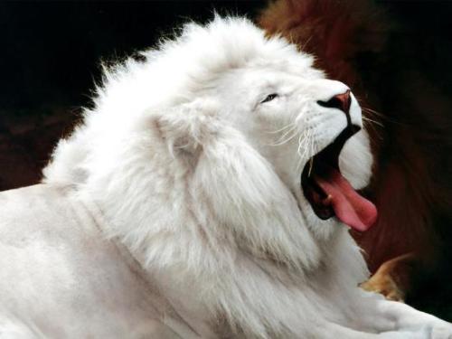 White Lion - U must have hear of white tiger...ever saw a white lion...here is one for u