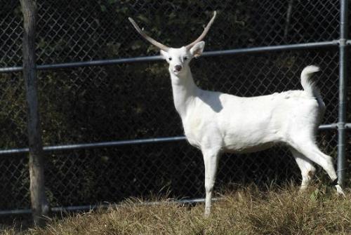 White deer - Oh Dear...when did the scientists start producing white deers?? Or is it nature's work..??