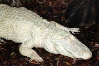 Albino Aligator - Oh gosh !!! This guy must be living with the polar beer........