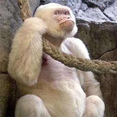 Albino Gorilla - Looks like this Mr. Hails from the western world...evolution & bleach can do magics...