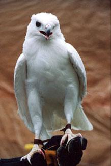 A relative of owl - Well men...i know he doesnot belong to the owl family...but he is not far from them either...so i decided to drop it here...