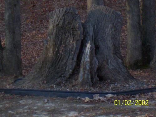 Stump in front yard - looks like the Virgin Mary right in the center