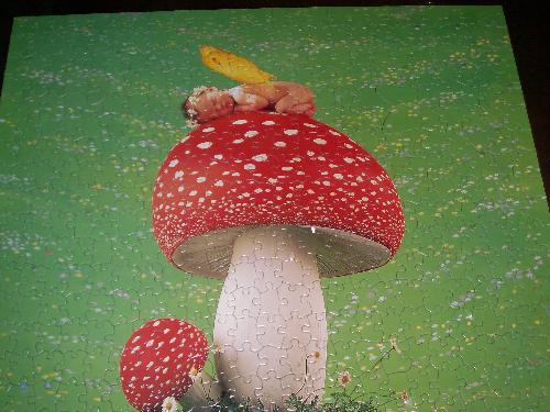 a mushroom - This picture is a picture of a mushroom puzzle taken in kendall kansas.