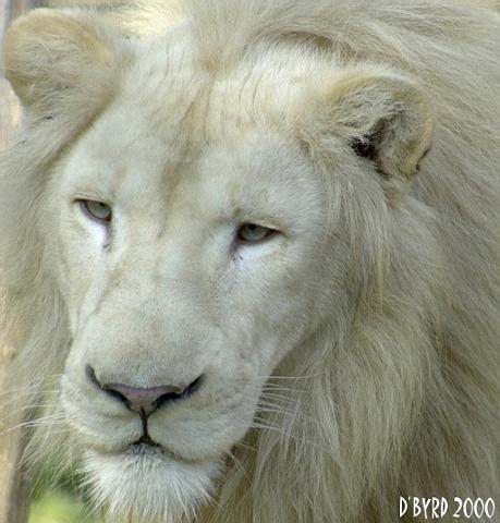 lion - here is the image lion i uploaded thanks