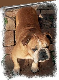 My Favourite Dog is a Bulldog - This is one of my bulldogs. Orblix. I totally adore this breed. They are beautiful dogs.