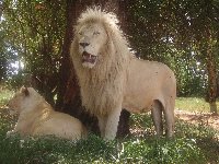 Lion - This is one of the Lions, used as actors in movies produced in South Africa