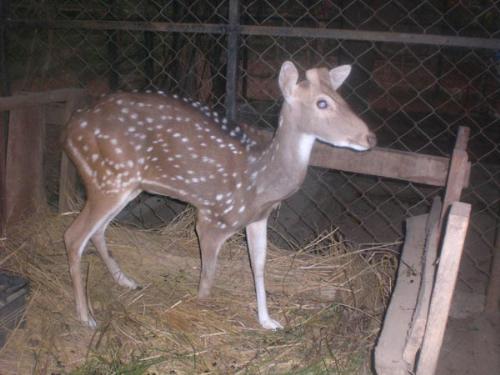 deer - it is a lovely small deer.It is being rared up in Sahisd Smarak at hetauda, Nepal which is going to be a zoo in near future. there are number of animals and birds being taken care. deer - it is a lovely small deer.It is being rared up in Sahisd Smarak at hetauda, Nepal which is going to be a zoo in near future. there are number of animals and birds being taken care.