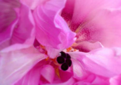 Flower - A picture of a flower I took with my Sony DSC-P43. A little low-end but I managed.
