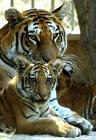 tigers - cute