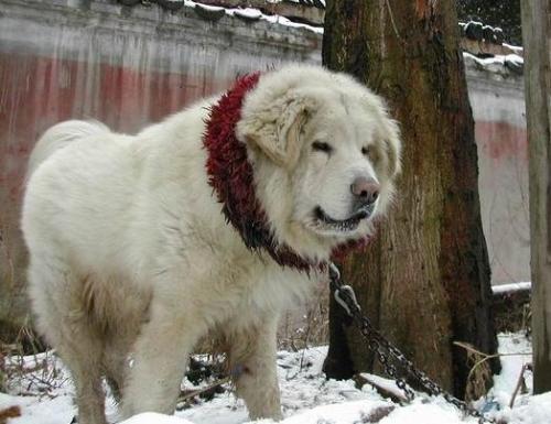 King O f dogs - He looks so elegant