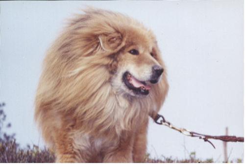 Tibetian dog - This one definitely looks like a lion but a clos eobsrevation would eveal the true story