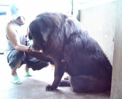 Big pet - It feels nice to have a pet sog as big as a lion...wont it??