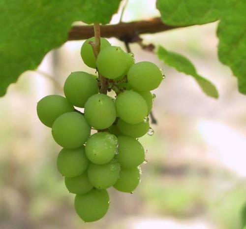 graan grapes - looks so juicy & DELICIOUS