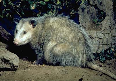 Oppossum - The size of a cat.