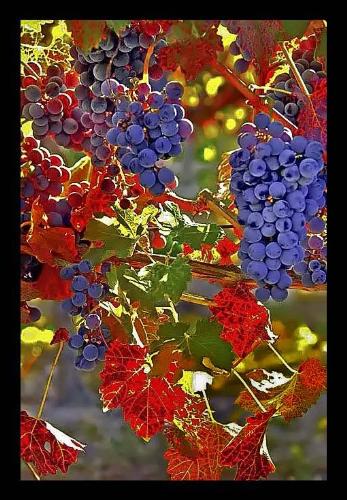 Beauty of the grape vine - It looks so marvelous...mother nature is really the greatest artist...
