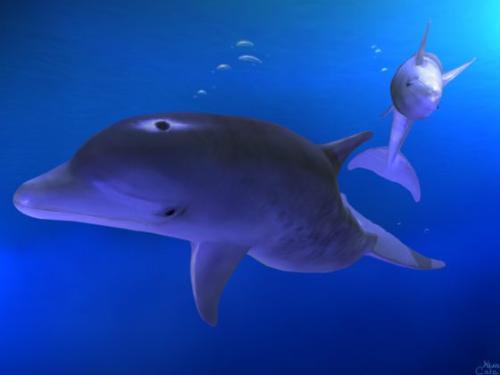 Two dolphins - Two dolphins ...having fun underwater