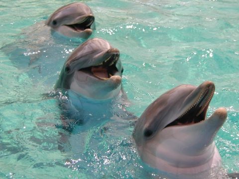 Hungry dolphins - The seem really hungry