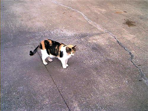 My Cat Minx - My Calico Cat Minx, she is the Mother of Screamer, My black cat! My Cat Minx - My Calico Cat Minx, she is the Mother of Screamer, My black cat!