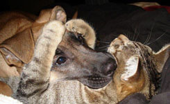 dogs and cats - aren't they sweet?