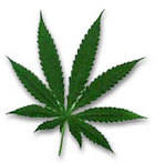 Marijuana Leaf - A photo of a marijuana leaf. Marijuana - a drug smoked or ingested for euphoric effect. The hemp plant itself, Cannabis sativa.