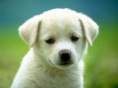 Puppy - Cute isn't he?