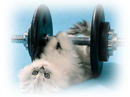 Excercising Kitty - Isn't he Cute?