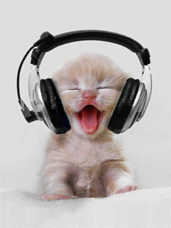 cats - stupid stuff