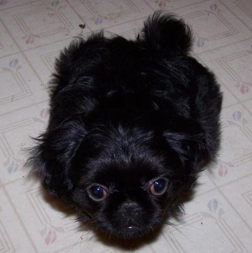 Willow - This was my peke puppy, Willow. She was born Jan 28, 2008. This picture was taken on her 3 month B-Day. She was named 'Weeping' Willow because she was the whiner of the litter. My aunt (who she lived with) and I called her 'Fancy Pants' because of her thick curls around her bottom. I had to give Willow up in mid-August because she had some extreme medical problems. The vet agreed to treat her, and in return I had to give her to him.