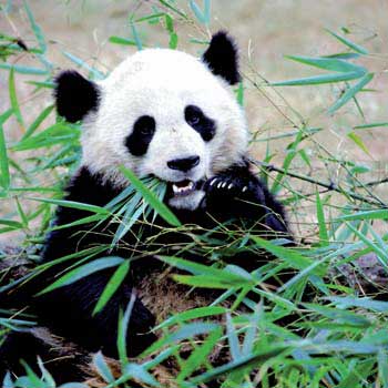 panda - a panda eating bamboo shoots