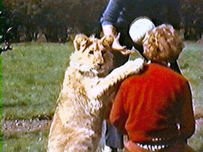 Christian the Lion - A snapshot of Christian the Lion together with his human best friends. Lion - a large cat, Panthera leo, native to Africa, India and formerly to much of Europe. Friend - a person other than a family member, spouse or lover whose company one enjoys and towards whom one feels affection.