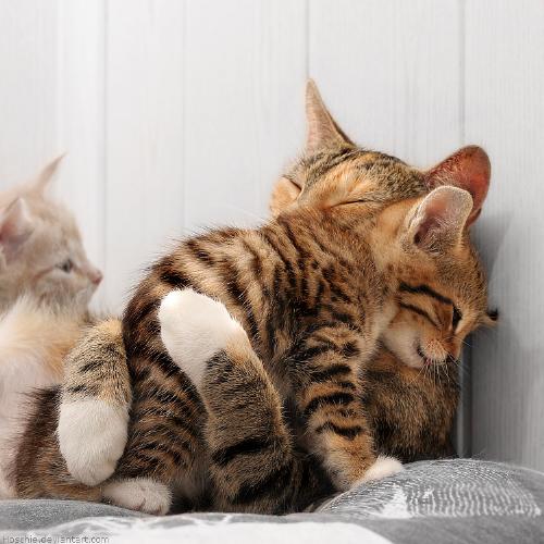 cute kitten,s hugging there mom ..... - cute kitten hugging there mom with love and affection,how natural it is ...