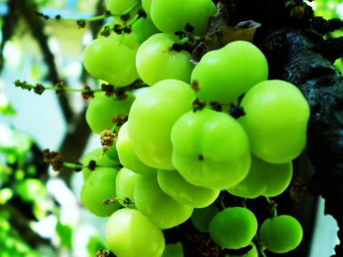 Amla  - This was taken by me at the backyard of ma house.. Its an 15 year old Amla tree bearing Amla fruits...