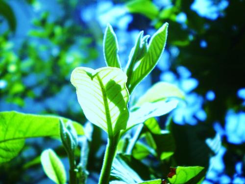 Guava Leaf Over Exposed - This was taken at night time... I edited it using Photoshop to give it some lighting and make it look like day. Eventhough it looks overwxposed it a good creation from my side