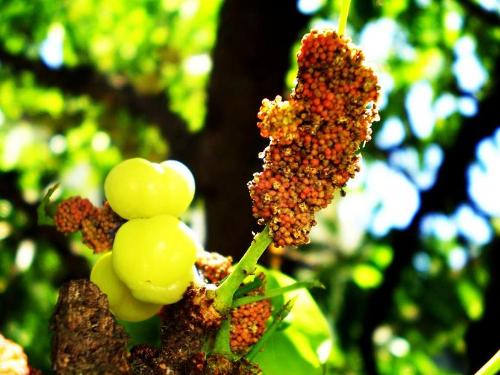 Budding Amla - Shot this at my Backyard