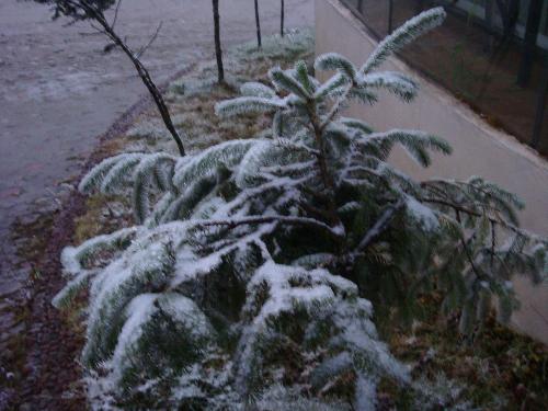 X'mas tree in Hailuogou~` - lol~`I came across a iced tree outside the hotel I lived in Hailuogou~quite good?