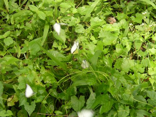 Butterfly - nice view huh..